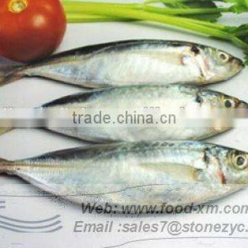 2016 New coming fresh frozen horse mackrel