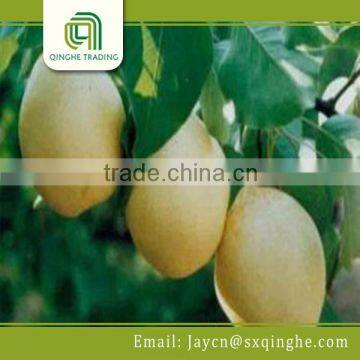 bulk fresh chinese ya pear fruit