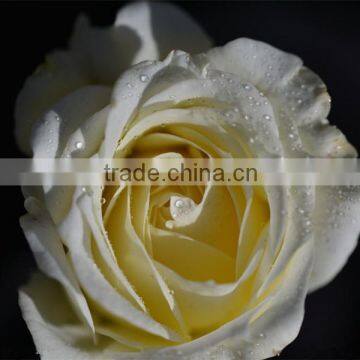 Fresh Cut Rose Flower photo-3