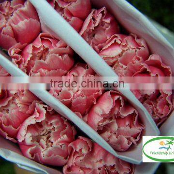 Fresh Cut Muticolor Carnation Flower photo-2
