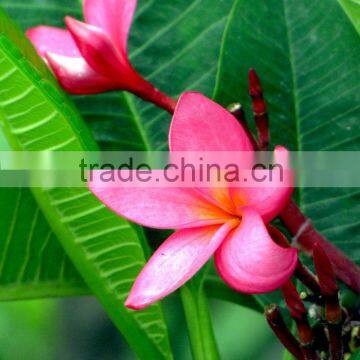 Natural Outdoor Plants Plumeria Rubra Red Flower