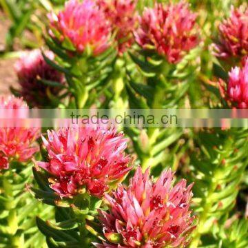China Cheap Pure Natural Hot Seller Rhodiola Rosea Extract 10:1 With Good Service photo-5