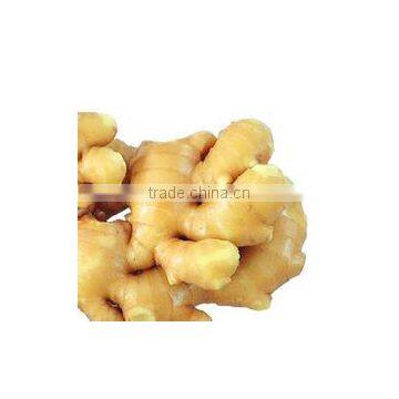 Four Seasons Supplier Wholesale of Fresh and Air-dried Ginger