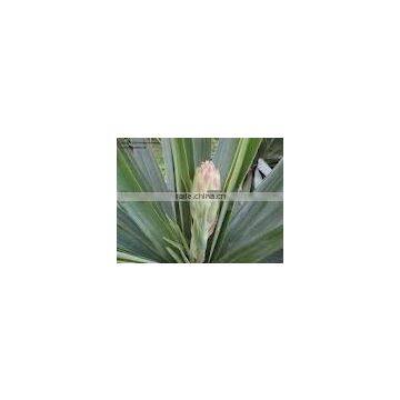 yucca root extract powder