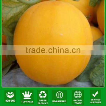 MSM23 Xiarui rough dark yellow sweet melon seeds in hybrid melon seeds