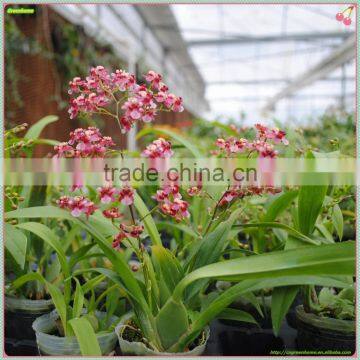 Oncidium orchid plant