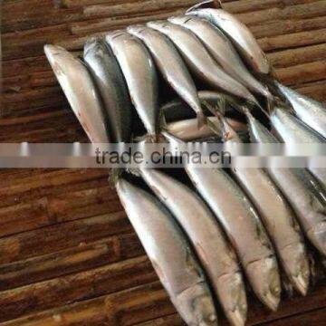 whole part frozen mackerel