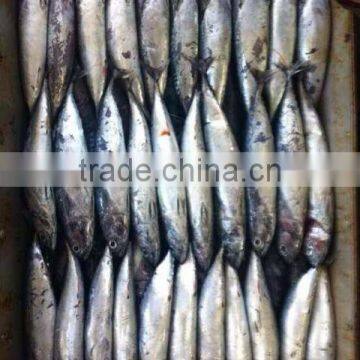 bonito tuna fishing vessel for sale