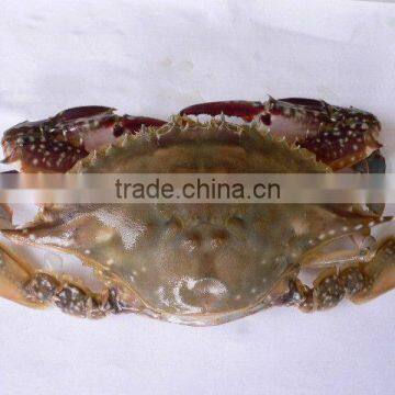 best season quality frozen sea crabs
