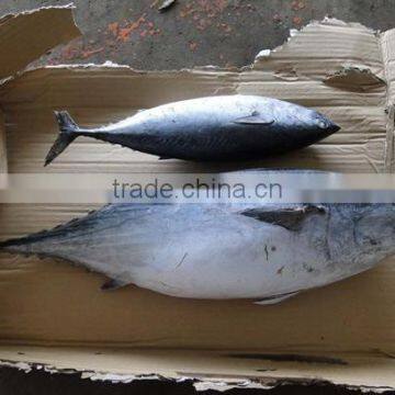 Frozen Bonito Tuna photo-3