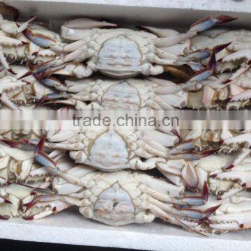 Frozen whole round Swimming Crab