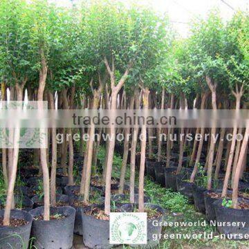 lagerstroemia indica potted trees