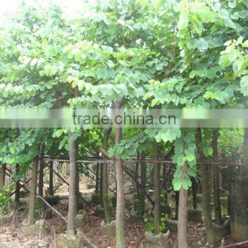 Bauhinia Blakeana Hong Kong Orchid Tree photo-6