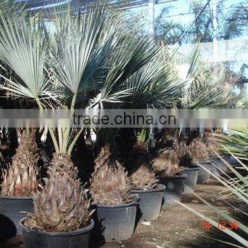 BRAHEA ARMATA photo-3