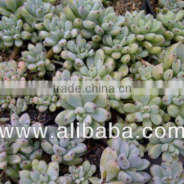 Graptopetalum pachyphyllum Bluebean decorative, plants echeveria succulent plants tropical plants