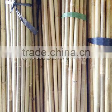 Natural dry bamboo canes poles sticks for gardening SUPPORTING