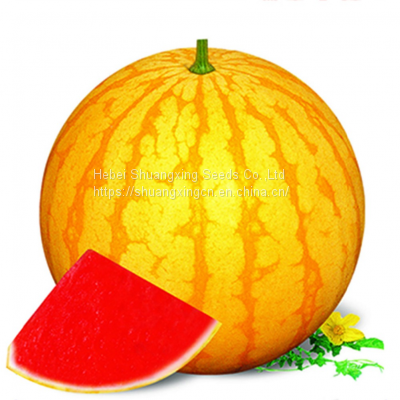 Good Flavor Hybrid Golden Yellow Rind Watermelon Seed