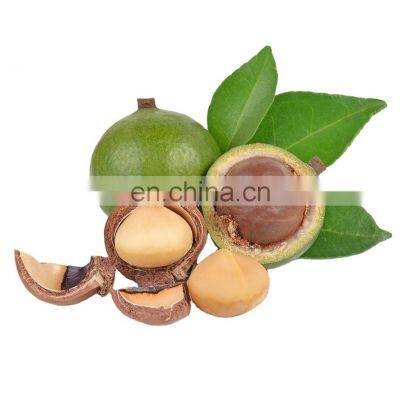 Top quality healthy macca nuts in Vietnam