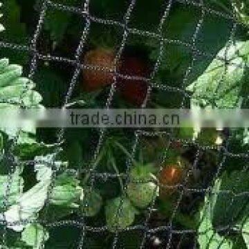 High quanlity PE anti-bird net / pe plastic net