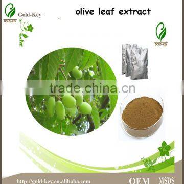 Hot Selling Olive Leaf Extract in Herbal Extract