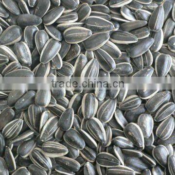 Sunflower Seeds 5135