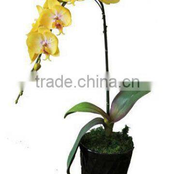 Artificail orchid flowers in plastic pot