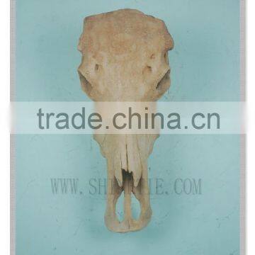 Natural cattle skull head wall decoration wild animal wall sculpture