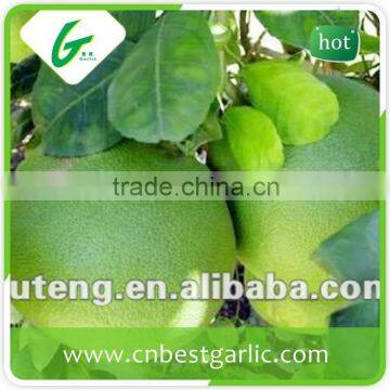 Sweet Honey Pomelo 12kg and 15kg Carton for European Market photo-2