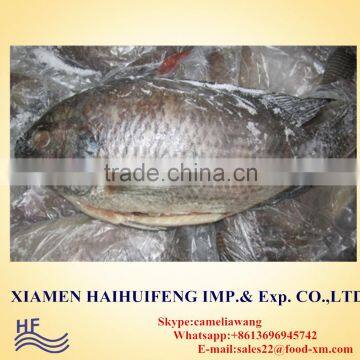 Chinese Frozen Tilapia Gutted and Scaled