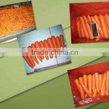 NEW CROP FRESH CARROT