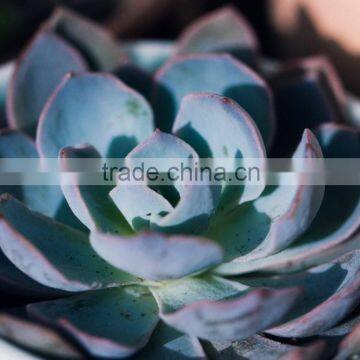 Succulent Plants Echeveria