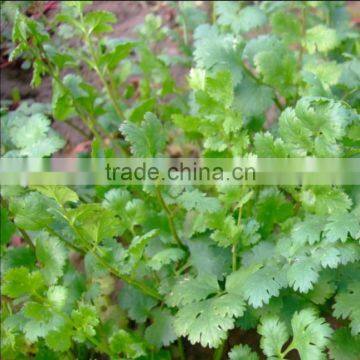 2015 New products coriander powder new inventions in china