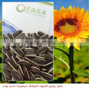 New Crop The Biggest Export Factory Price Of Sunflower seeds China Suppliers