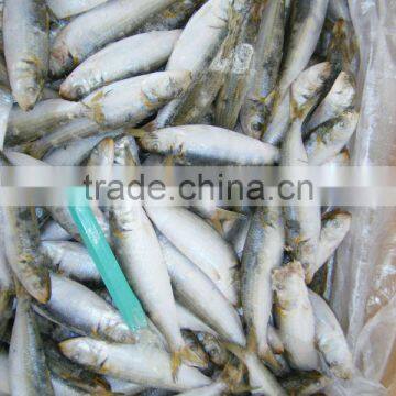 frozen ocean fish sardine