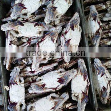 anchovy filleted china crab