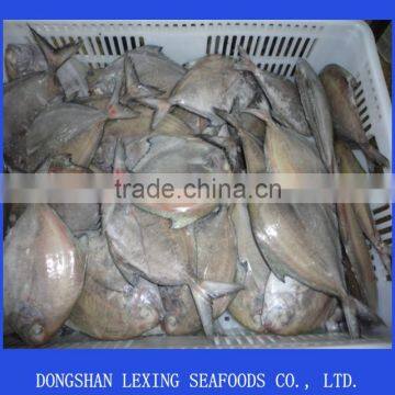 frozen black pomfret fish