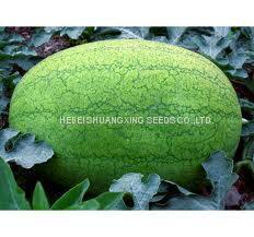 Big Pearl Planting Watermelon Hybrid f1 Seed for Sale photo-4