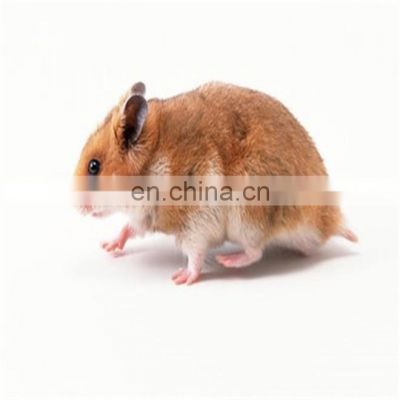 Best multi catch mouse and rat trap sale