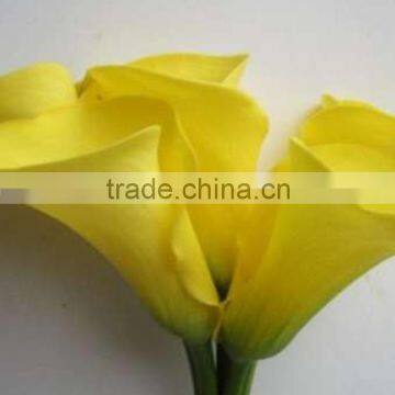 Factory most popular yellow calla lily flower head