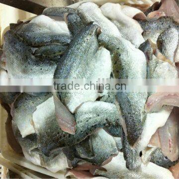 Frozen Seabass fish Fillets for sale