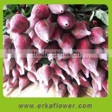 Hot sale flowering plant calla lily for living room