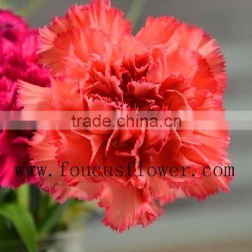 Beautiful Carnation Cut Flower Prices Fresh Carnation Decoration Flower