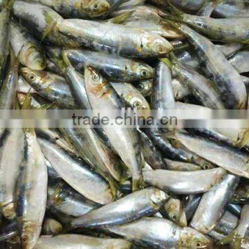 frozen Sardina melamosticta fresh sardine fish for sale