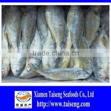 Frozen Fresh Small Yellow Croaker