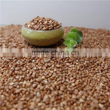 Best Quality Roasted Buckwheat Kernel