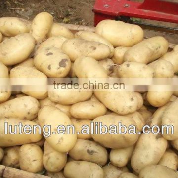 2016 Fresh Holland Potato