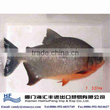 Frozen fresh black pomfret fish for sale