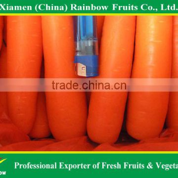 Hot sell nice good taste red carrot