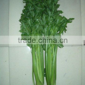 Chinese fresh green celery 2013New