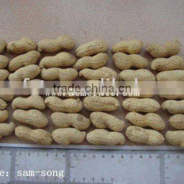 Groundnut in shell